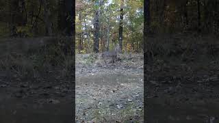 Buck deer - Trail camera