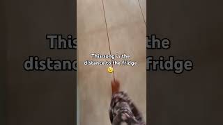 I never thought I will try this and  surely didnt expect the result🫢 #trend #distance #fridge