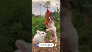 Funny Pet Animals 🤣🤣🤣 | Pet Videos | Shorts  #viral