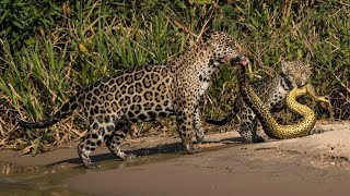 Jaguars vs Anaconda