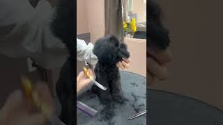 BLACK COAT BICHON FRISE'S GROOMING SESSIONS 🐾🐶🙉 #dog #doggroominglife #pets #new