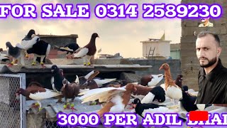 for sale 0314 2589230 3000 | Adil Bhai Mackpi waliy 60 Gola kabutar k ladaiyan | Gola Kabootar cage