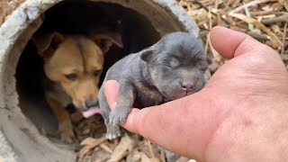 Я в шоке! Бездомная собака🐶 привела меня к своим новорожденным щенкам.🐕🐶🥰😘❤👍👍👍