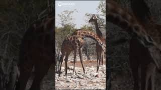 How Giraffes Fight? Head to head!