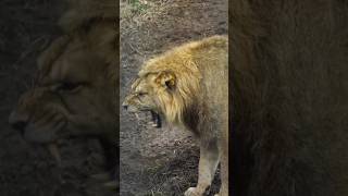 Lion roaring Loudly #shorts #shortsvideo #ytshorts #youtubeshorts