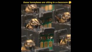 these honeybees are sitting in a classroom 🤔🤔 #shorts