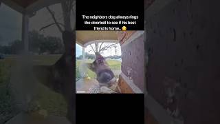 Dog Rings Bell To See If His Best Friend Is Home!