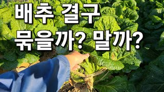 배추 결구 위해서 배추 묶으면 더 잘클까?