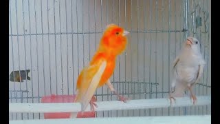 yellow canary singing 54