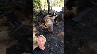 WILD Elk Fights VS  LIFE SIZED Elk Sculpture—You Won’t Believe the Outcome!