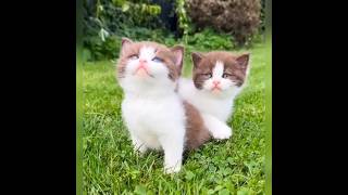 cat video | kitten | meow |crying |cat lovers | beautiful | #russian #cat @funnyplox @TeddyKittens