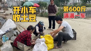 农家土豆越来越少，小白带俩娃收600斤装满一车，忙到天黑才到家