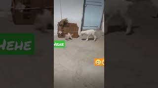 Funny Fight #shotclip #shot #funny