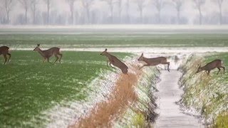 Een sprong reeën sprong in het noord-friese land.