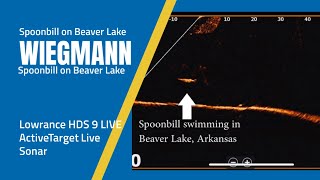 Paddlefish aka Spoonbill echo utilizing a Lowrance HDS LIVE fishfinder and ActiveTarget Live Sonar