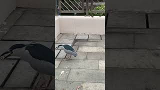 Wag bigyan ng di nla pagkain #birds #youtubeshorts #shortvideo #shorts