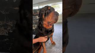 Why so Handsome #rottweiler #shorts #short #reels #fypシ゚ #video #viralvideo #shortsfeed