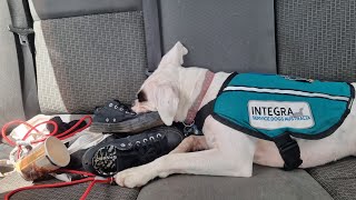 Undermined the work of legitimate service dogs 🐕‍🦺