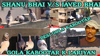 Shanu Bhai V/S Javed bha | 150 kabutaron ki ladaiyan | Desi Gola Kabootar | 🇵🇰 Most Expensive Pigeon