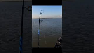 The Best Sound In The World  #fishing #fypシ゚viral #shortsvideo