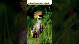 20 सितंबर 2024Allah ki Qudrat Ka Najarh ke jiye #allah #Nabiji #Islamivedeo #yutubeshortsvedeo