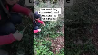 Harvesting Wormwood and Making A Tincture #Wormwood #TinctureMaking