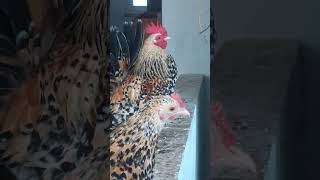 le 2 galline