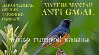 MASTERAN MANTAP ANTI GAGAL DI JAMIN LANGSUNG NYAUT | WHITE RUMPED SHAMA SONG