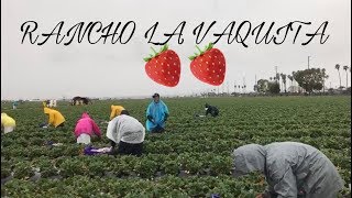 PISCA DE FRESA EN OXNARD 2018 (marzo 26 2018)