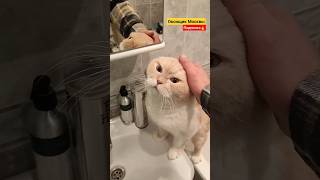 Дырявые окна Пик чуть не заморозили 😼 Яшку !!! #shorts #короткиевидео #приколы #коты