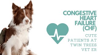 A Nice Dog with Congestive Heart Failure (CHF )︱Cute Patients from Twin Trees Vet ER