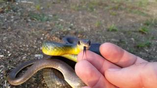 Eastern Yellow-Bellied Racer