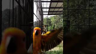 Sun conure Colony | पक्षी को वश में कैसे करें | how to tame bird # shorts