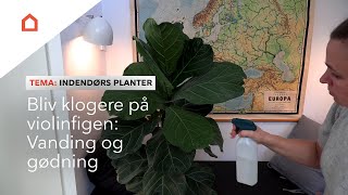 Pasning af violinfigen: Gode råd til vanding og gødning