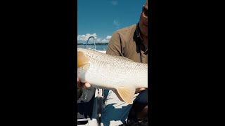 Good barbel on the feeder rod! Danube River #shorts #fishing