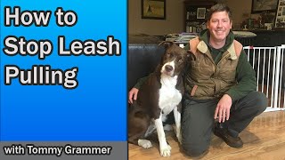 Stop your dog pulling on Leash Immediately