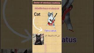 Cat scientific name || DVM ||