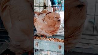 fancy pigeon ♥️💖#YouTube video #viral #trending #top #pigeon #shorts