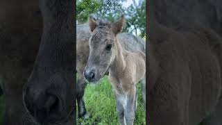 Маленькая лошадка 🐎♥️😍🥰💞