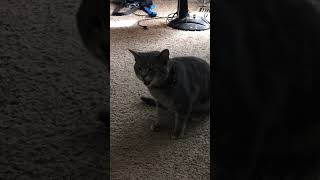 Cat sneeze attack! #youtubeshorts #cat.I do not own right to whatever the music is playing