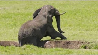 Elephant rubs itchy belly | andBeyond Ngorongoro Crater | WILDwatch