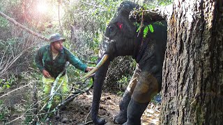 injured beautiful tusker back to life | Big Tusker Elephant