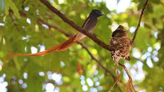 Paradise Flycatcher mum and chicks