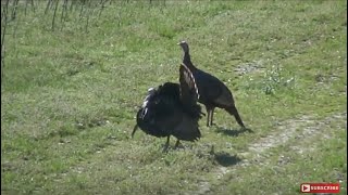 Spring 2013 Missouri Turkey Hunting