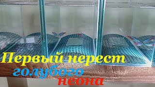 Голубой неон разведение Первый нерест голубого неона