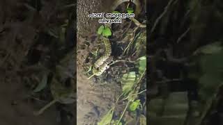 പാമ്പ് തവളെനെ പിടിച്ച് വിഴുങ്ങി. The snake caught the frog and swallowed it. #snake #frog #caught