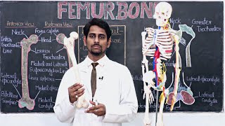 Femur Bone। Paramedical Sciences