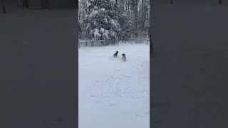 Dogs Playing In The Snow! #shorts