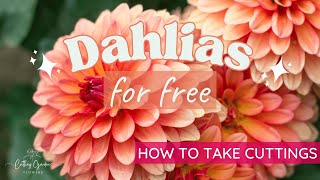 How to Grow Dahlias from Cuttings (EASY & CHEAP)