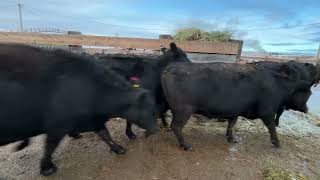 Lothair, MT Bred Cows @ LLA Stock Cow Central Bred Special 1-23-24